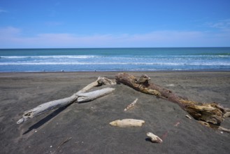 Several pieces of wood on a sand dune at the edge of the sea, Mana Bay, Patea, Taranaki, North