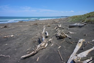 A collection of driftwood on a sandy beach overlooking the sea, Mana Bay, Patea, Taranaki, North