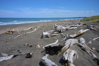 A wide beach with driftwood and a view of the calm ocean, Mana Bay, Patea, Taranaki, North Island,