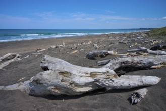 Driftwood scattered along the coastline by the sea, Mana Bay, Patea, Taranaki, North Island, New