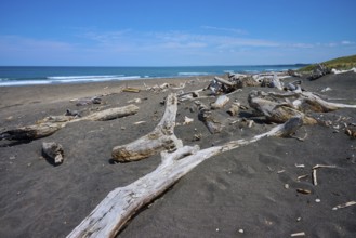 Driftwood on a lonely sandy beach under a blue sky, Mana Bay, Patea, Taranaki, North Island, New