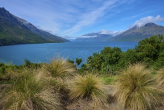 Tall grasses in the foreground with a view of a lake and surrounding mountains, Drift Bay, Lake