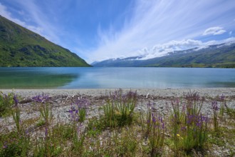 Panorama of a tranquil seascape with flowering plants, Kingston, Queenstown-Lakes District, Otago,