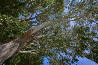 Looking upwards into a canopy of leaves under a blue sky, Kingston, Queenstown-Lakes District,