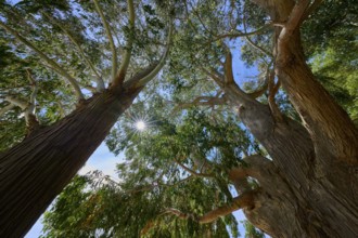 View between trees with sunshine and clear sky, Kingston, Queenstown-Lakes District, Otago, South