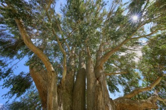 View of a mighty tree with sunshine and blue sky in the background, Kingston, Queenstown-Lakes