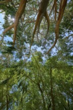 Branched tree tops of peppermint eucalyptus (Eucalyptus radiata), with sun rays shining through the