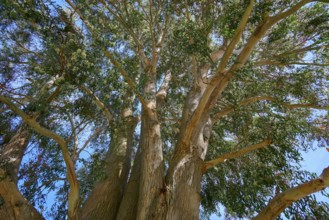 Bottom view of a large tree with spreading branches and blue sky, Kingston, Queenstown-Lakes
