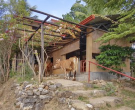 Traditional cow barn and cow seen in Sri Lanka