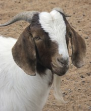 Portrait of a goat in front of sandy back