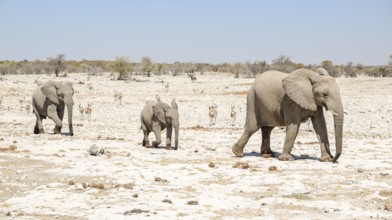 Sunny arid savannah scenery including a walking family of african bush elephants seen in Namibia
