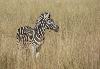 Sunny savanna scenery with zebra in Botswana