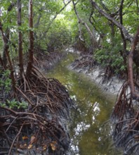 Mangrove forest at the Everglades in Florida (USA)