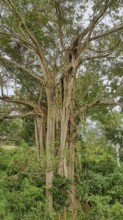 Closeup shot of strangler fig boughs seen in Sri Lanka