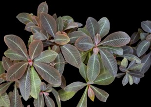 Closeup shot of veined bicolor red and green colored plant leaves