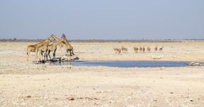 Sunny savannah scenery including a group of giraffes and some gazelles at a waterhole in Namibia