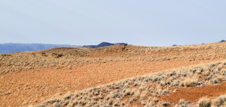 Sandy savanna scenery seen in Namibia