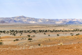 Sandy savanna scenery seen in Namibia