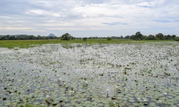 Natural waterside scenery seen in Sri Lanka