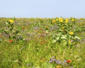 Flowering meadow with lots of various herbs and flowers in sunny ambiance