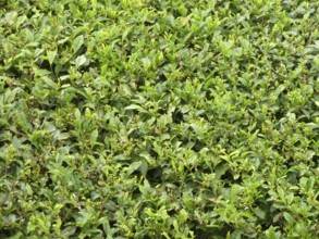 Full frame closeup background showing lots of tea leaves