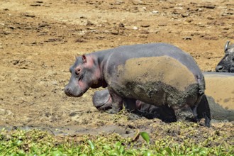 Some hippos seen at the Queen Elizabeth National Park in Uganda