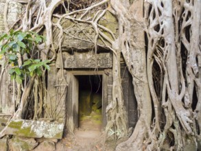 Temple detail at Angkor Thom overgrown with roots