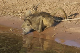 Riparian evening scenery with drinking baboon in Botswana