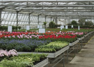 Inside a greenhouse with lots of flowers