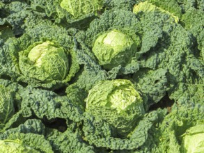 Sunny illuminated cabbage plants closeup