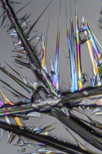 Macro shot of growing microcrystals of soda lye in polarized light