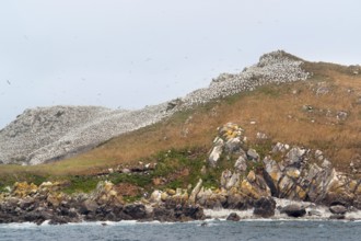 Colorful rocky coastal scenery including a big bird sanctuary at the Seven Islands in Brittany,