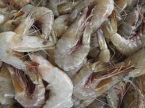 Detail shot of fresh prawns seen in Sri Lanka