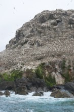 Rocky coastal scenery including a big bird sanctuary population at the Seven Islands in Brittany,