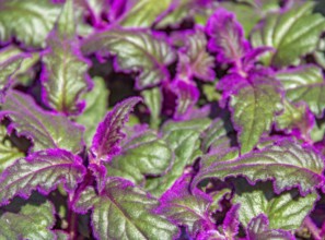 Detail shot of some green Gynura leaves with violet fluff