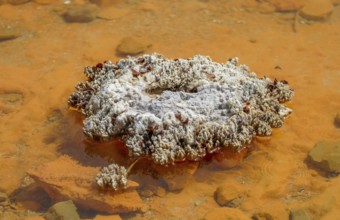 Detail of the Champagne Pool at a geothermal area named Waiotapu in New Zealand