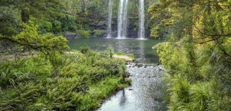 Natural scenery around Whangarei Falls in New Zealand