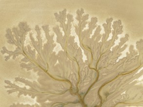 Abstract patterns at low tide in the marshland of the Nature Reserve La Breña y Marismas del