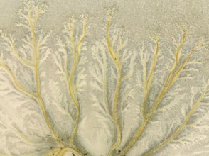 Abstract patterns at low tide in the marshland of the Nature Reserve La Breña y Marismas del