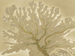 Abstract patterns at low tide in the marshland of the Nature Reserve La Breña y Marismas del