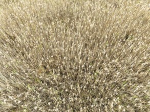 Reed in the marshland of the Nature Reserve La Breña y Marismas del Barbate. Aerial view. Drone