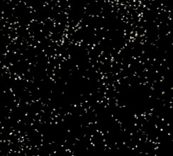 Punched small metallic stars falling in front of black back