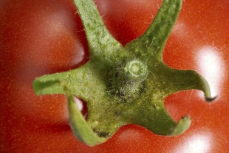 Full frame red tomato closeup