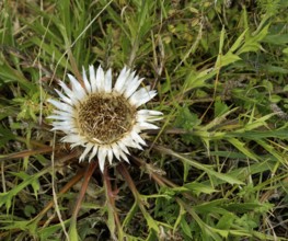 Silver Thistle seen from above