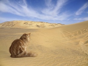 Red Maine Coon Kitten sitting on the ground in desert ambiance