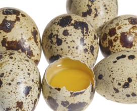 Some brown dappled quail eggs with a opened one in white back