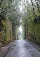 Passage called Camino Viejo al Pico del Ingles at a mountain range named Macizo de Anaga at the