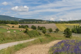 Lavender fields near Mont Ventoux, a mountain in the Provence region of southern France