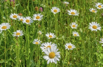 Sunny illuminated full frame flower meadow closeup at spring time
