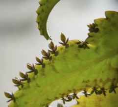 Detail shot of a alligator plant leaf with plantlets
